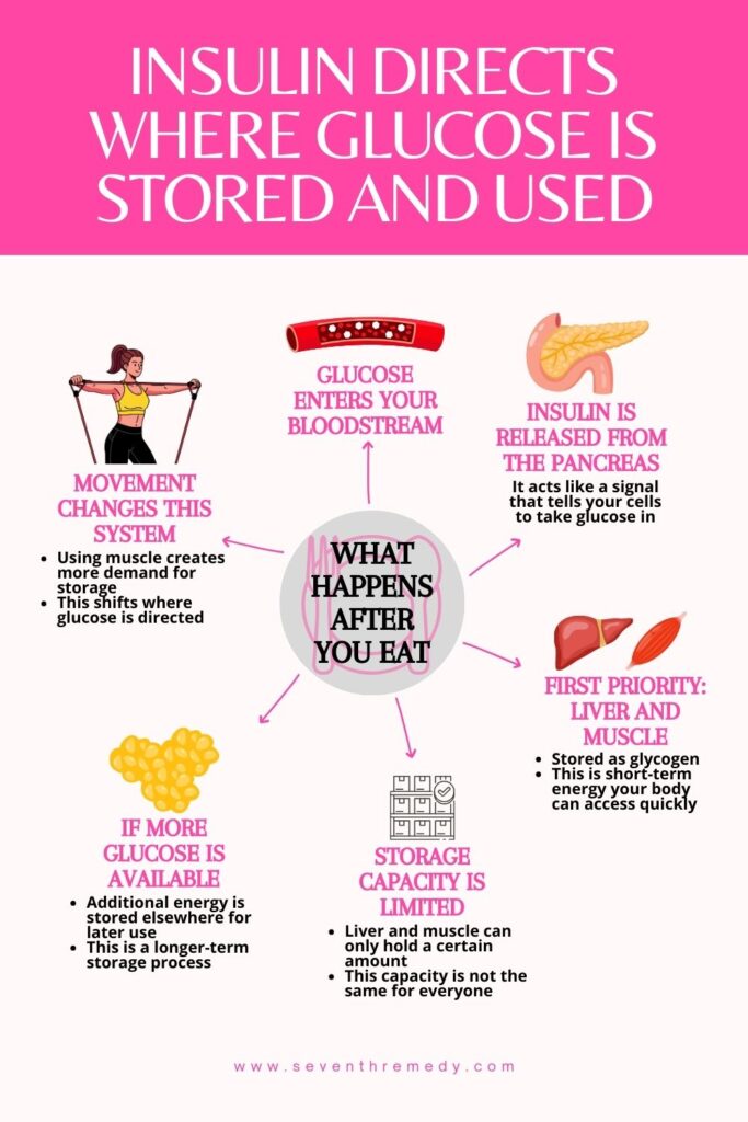 Where Glucose Goes After You Eat (And Why It Matters)