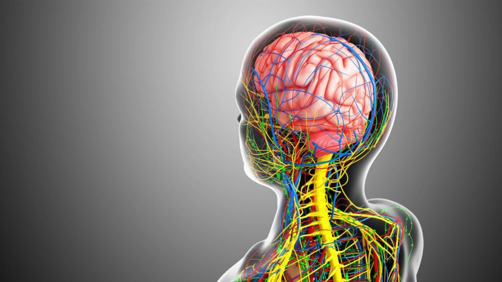 Central Nervous System by Science Photo Library