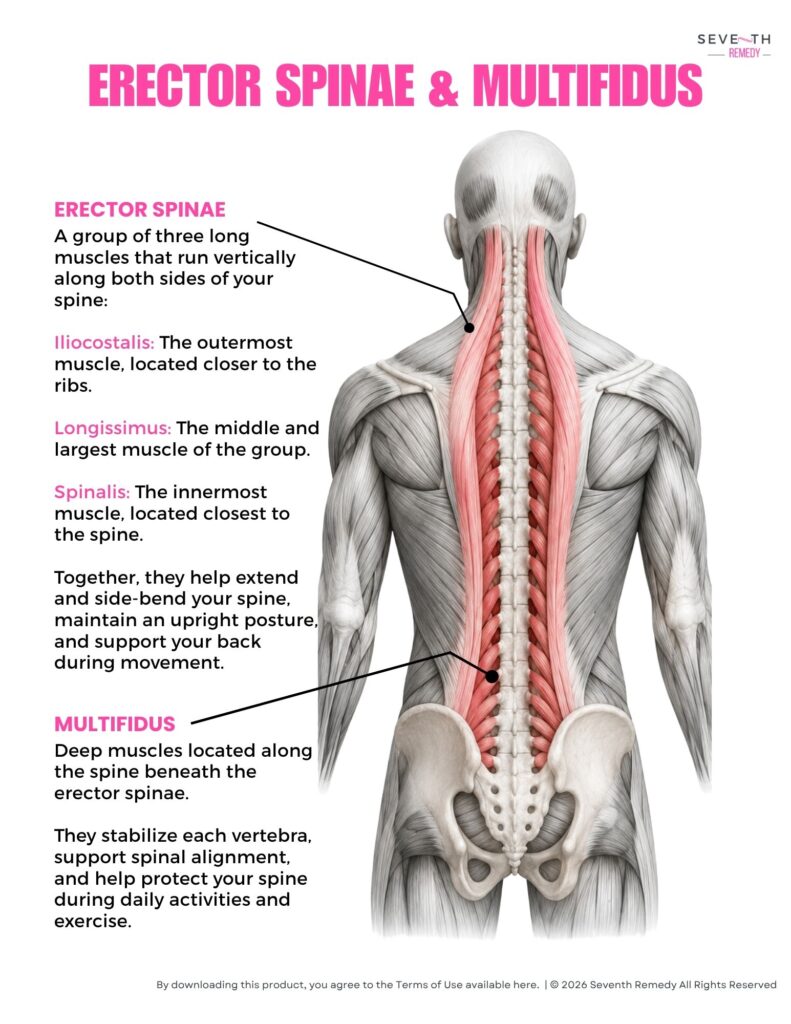 ES and Multifidus
