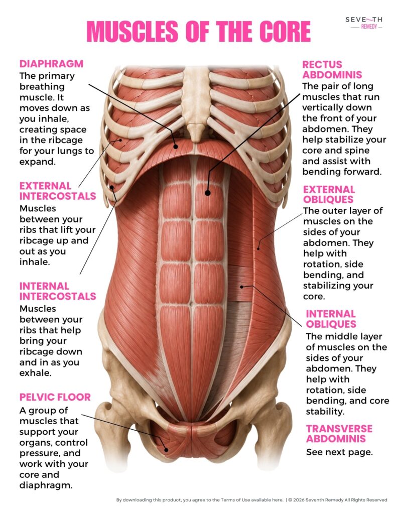 Muscles of the Core