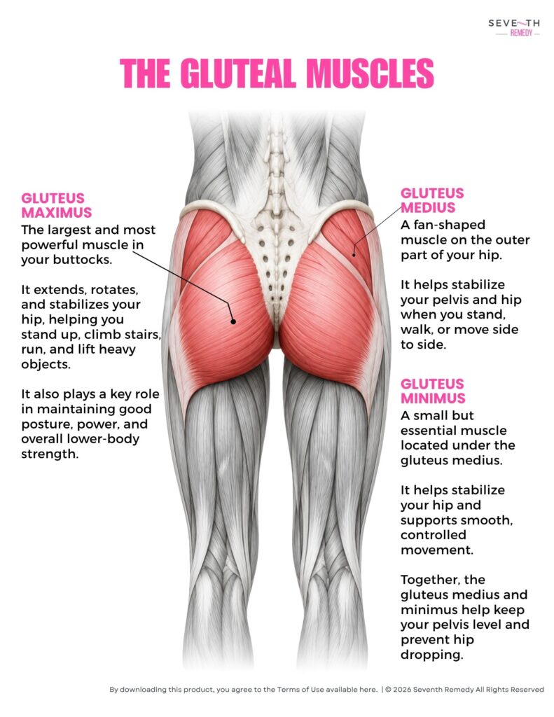 The Gluteal Muscles