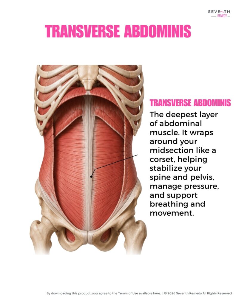 Transverse Abdominis